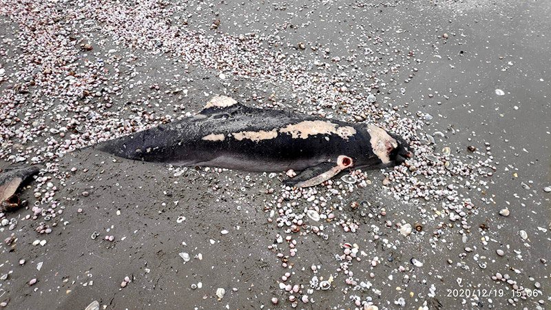 Un delfin a fost găsit eșuat pe o plajă din Mamaia Nord
