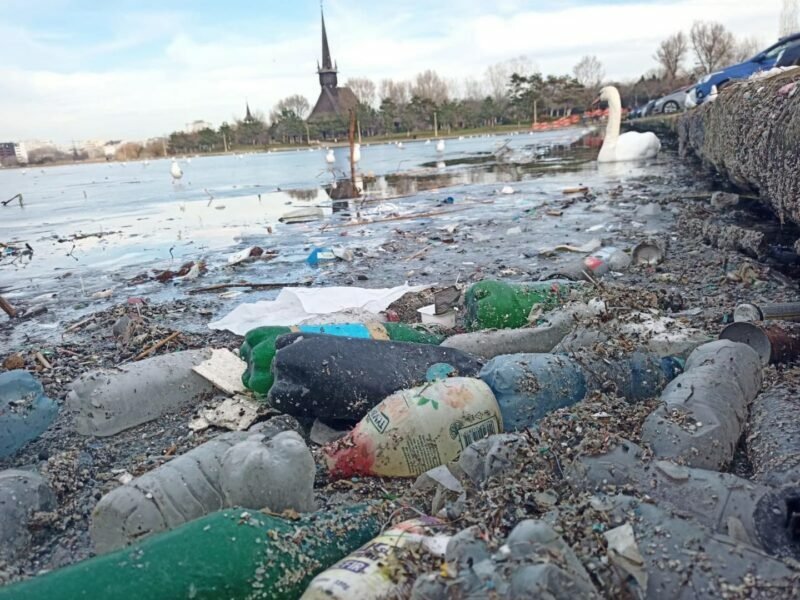 Cu eleganţă printre gunoaie: Lebedele înoată cu greu printre deșeurile din lacul Tăbăcărie