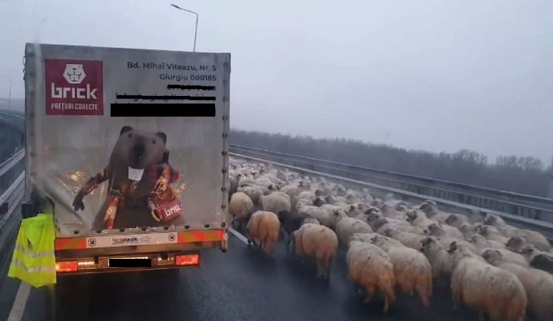 Autostrada Soarelui a fost blocată de o turmă de oi / IPJ Constanța: Nu a fost înregistrat niciun apel la 112 prin care să se aducă la cunoștință situația