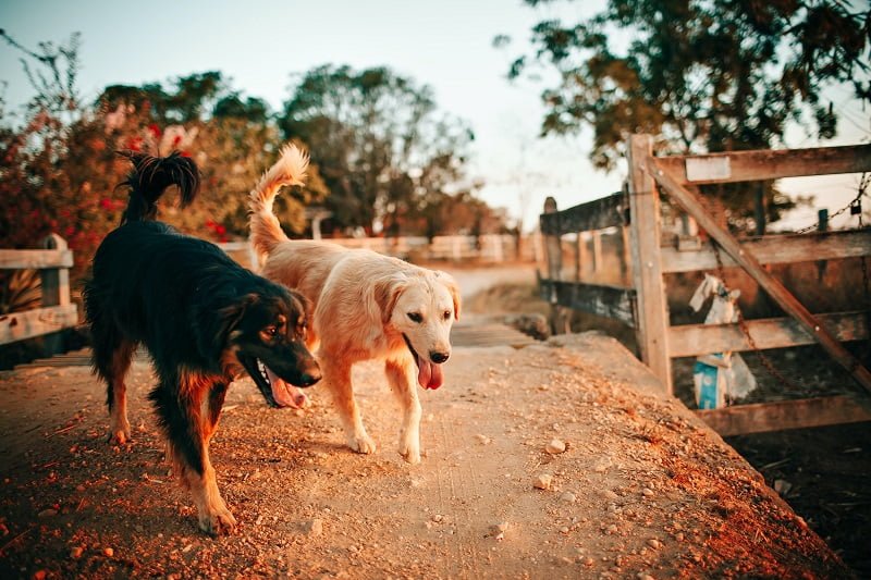 Peste 350 de căței se află În Adăpostul public de animale abandonate Constanța / Primăria face apel la iubitorii de animale să adopte în mod responsabil un cățel