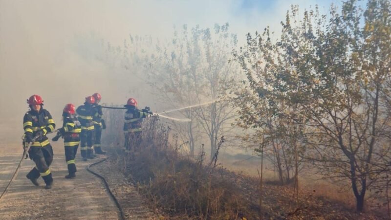 (FOTO) Incendiu în pădurea dintre localitățile Plauru și Pardina din Delta Dunării
