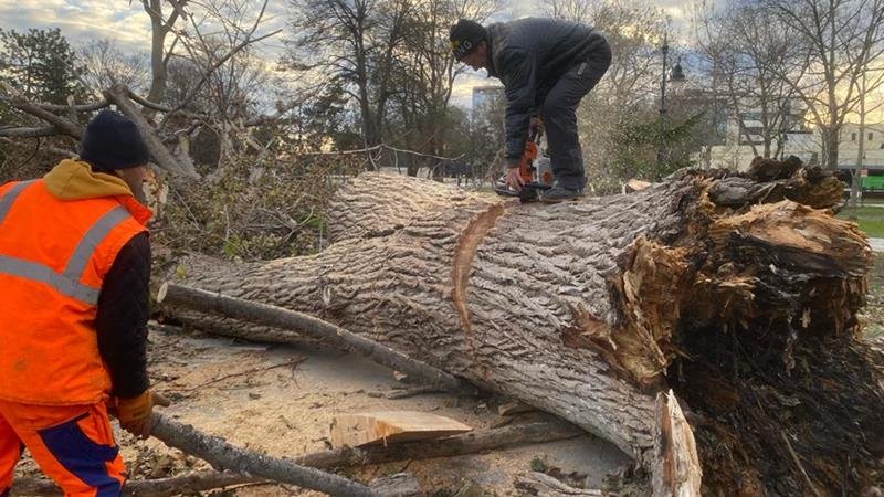 Primăria Constanța: Peste 1.000 de copaci au fost doborâți de furtunile din ultima perioadă