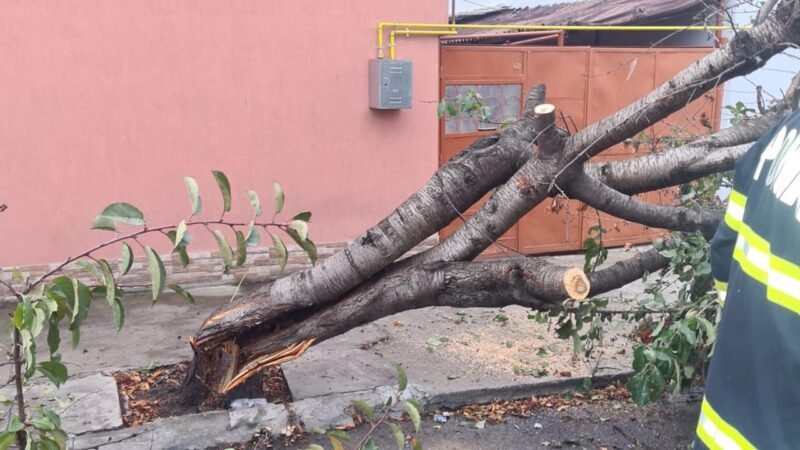(VIDEO) Vântul puternic face ravagii în județul Constanța: mai mulți copaci au căzut