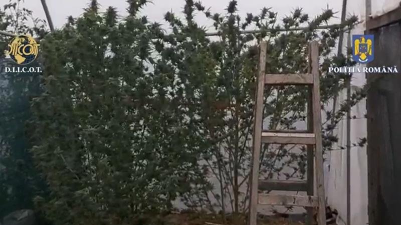 (FOTO/VIDEO) Cultură indoor de canabis descoperită în județul Constanța: un bărbat a fost arestat