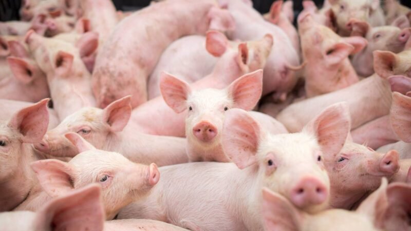 Ministrul Agriculturii: Porcul nu trebuie să fie interzis în gospodărie. Nu se va interzice niciodată în România