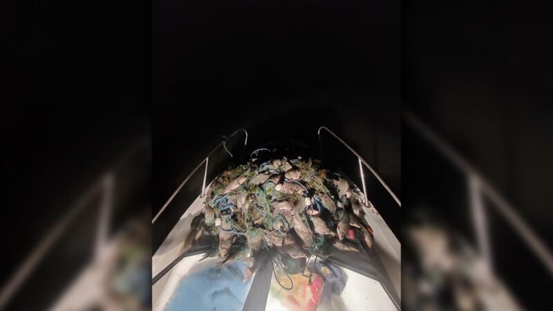 Acțiune a polițiștilor de frontieră pe lacul Babina din Tulcea: zeci de kilograme de pește provenit din braconaj și sute de metri de plase au fost ridicate