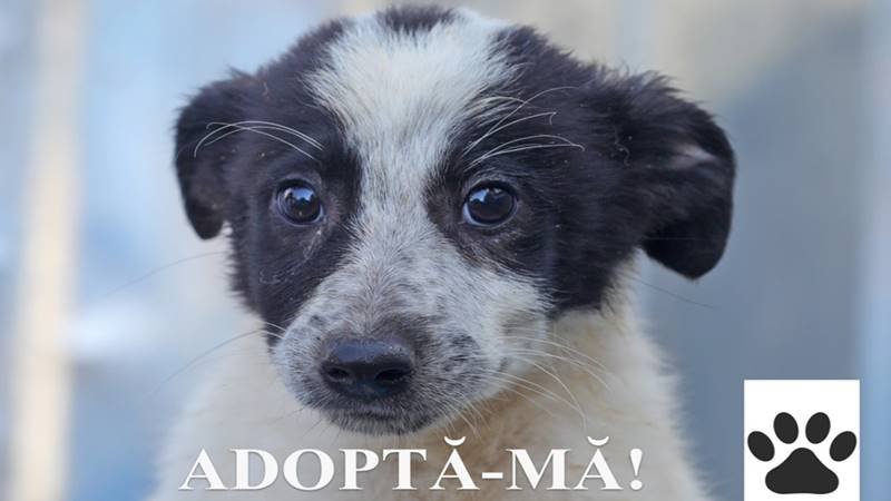 CONSTANȚA. Continuă campania „Adoptă un cățel” – Salvează o viață din Adăpostul Public de Animale Abandonate