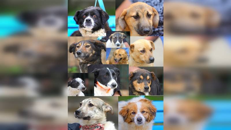 Iubitorii de animale sunt așteptați, vineri, 31 mai, în Parcul Tăbăcărie la un eveniment de adopții: 10 cățeluși își caută o familie
