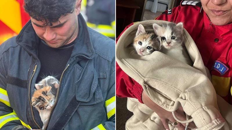 (FOTO) CONSTANȚA. Pentru pompieri, fiecare viață contează! Au salvat doi puiuți de pisică rămași captivi între țevile de la subsol, în timpul unui incendiu
