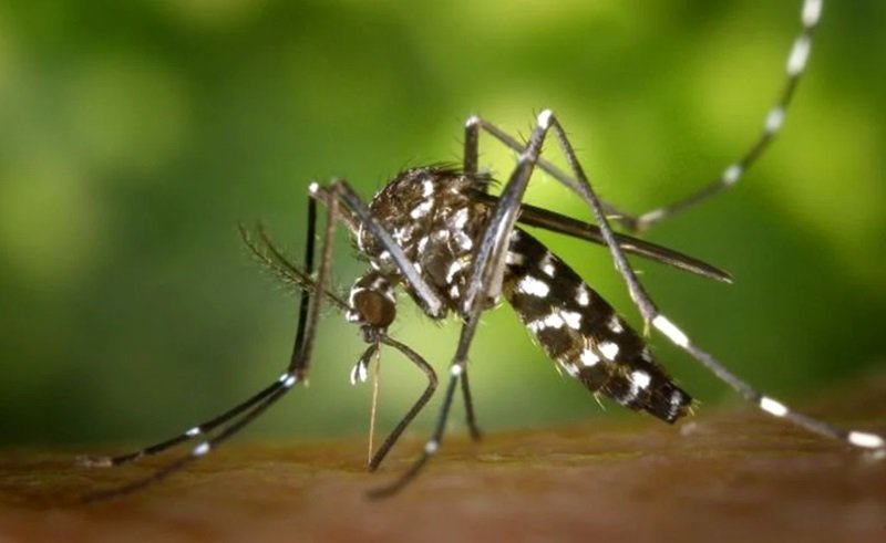 Ţânţarul tigru, care provoacă febra dengue, a ajuns la noi în ţară. Au fost observaţi în mai multe judeţe, printre care şi Constanţa