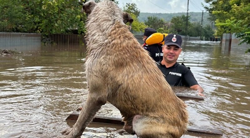 Recomandări pentru salvarea animalelor, în contextul inundaţiilor prognozate. “Dezlegaţi-vă câinii. Numai aşa se pot salva. Lanţul înseamnă moarte”