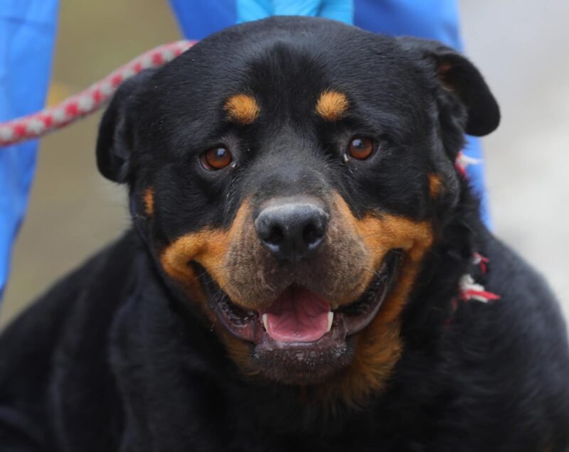 CONSTANŢA. Rock, un Rotweiler de rasă pură, în vârstă de 2 ani, îşi caută o familie iubitoare. “Haideți să-l ajutăm să găsească un cămin fericit”