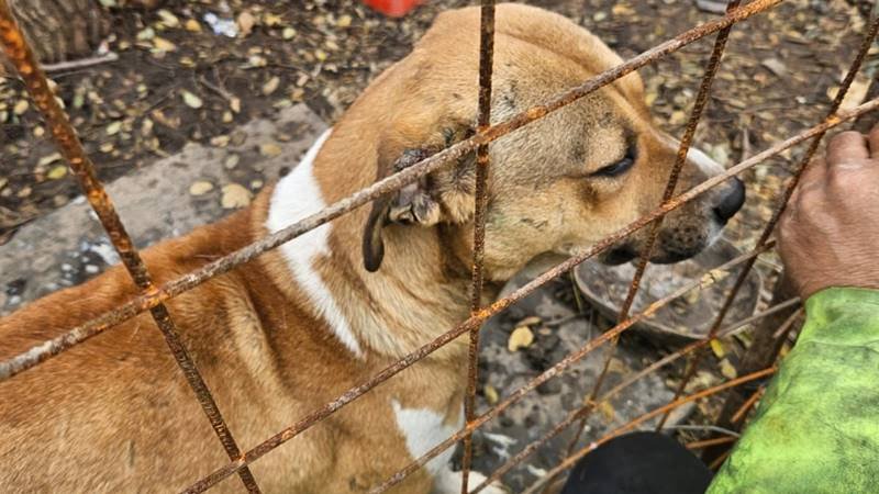 (FOTO) Acțiune a polițiștilor în Constanța, Medgidia și Cumpăna, privind protecția animalelor: au fost aplicate amenzi în valoare totală de 8.500 de lei