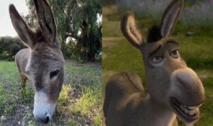 A murit măgarul Perry, care a inspirat personajul Donkey din “Shrek”