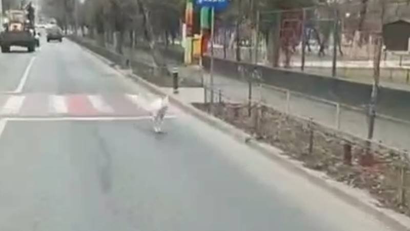 (VIDEO) Pui de cangur, filmat pe o stradă din București. Poliția a stabilit că animalul a fugit din curtea lui Nuțu Cămătaru