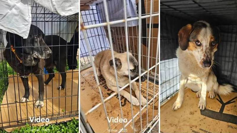 (VIDEO) CONSTANȚA. O persoană s-a ales cu dosar penal după ce a abandonat 38 de câini și pisici într-o clădire: animalele au fost salvate de polițiști și predate unor asociații