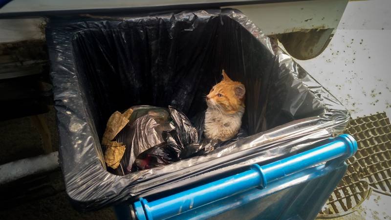CONSTANȚA. Un suflet care cerea ajutor dintre deșeuri. Echipa Polaris a salvat o pisicuță aruncată la gunoi într-un sac de plastic