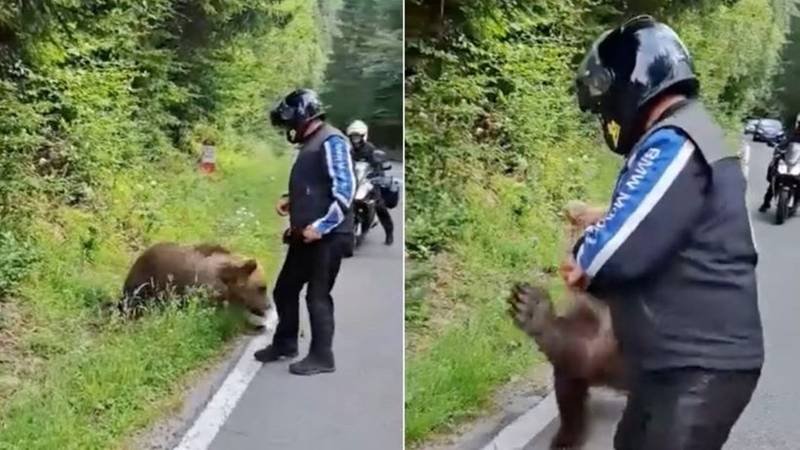 Cei trei pui ai ursoaicei care a ucis un motociclist italian pe Transfăgărășan vor fi duși la un centru de reabilitare