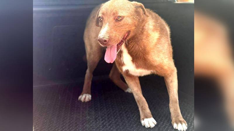 CONSTANȚA. Încă o poveste cu final fericit la Adăpostul de Animale Abandonate: un cățeluș și-a găsit o familie iubitoare – alte 400 de suflete își asteaptă noul cămin
