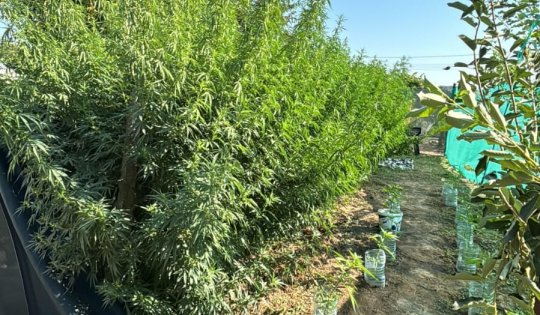 Cultură de cannabis, de peste 60 de kilograme, descoperită în județul Tulcea. 5 persoane au fost reținute