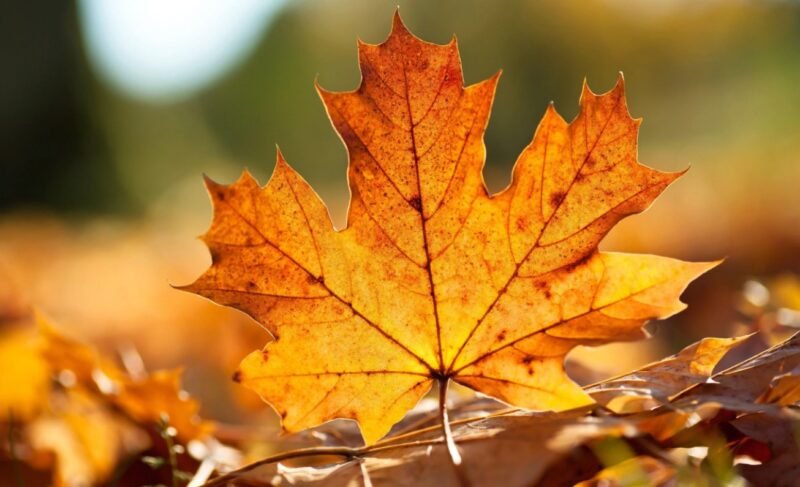 METEO. Sfârşit de august cu temperaturi uşor sub cele obişnuite în această perioadă