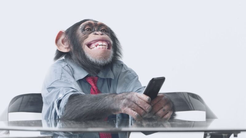Constanța între “monkey business” și încrederea în administrație