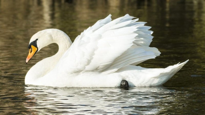 Alertă la Constanța! Focar de gripă aviară după ce o lebădă a fost găsită moartă în port