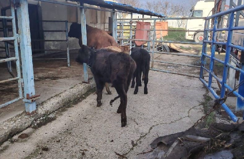 Transport ilegal de animale la Tulcea. Amenzi de 14.400 lei pentru 41 de bovine fără documente