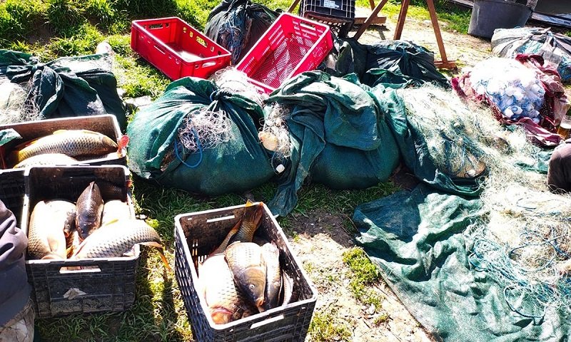 Acțiune de amploare în Delta Dunării și litoral. Tone de pește și icre, ridicate de anchetatori