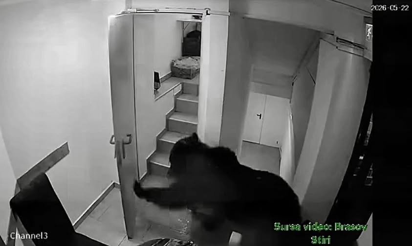 Un urs a intrat într-un hotel din Poiana Brașov. Angajații spun că li s-ar fi transmis la 112 că „nu este o urgență”